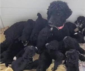 Mother of the Bernedoodle puppies born on 12/26/2022