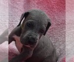 Small Photo #17 Great Dane Puppy For Sale in ALVARADO, TX, USA