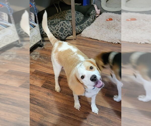 Medium Photo #8 Beagle Puppy For Sale in Las Vegas, NV, USA