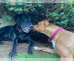 Small #21 American Pit Bull Terrier-Blue Lacy Mix
