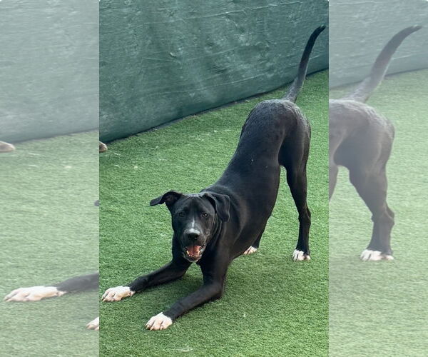 Medium Photo #5 Great Dane-Labrador Retriever Mix Puppy For Sale in Rockaway, NJ, USA