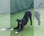Small Photo #5 Great Dane-Labrador Retriever Mix Puppy For Sale in Rockaway, NJ, USA