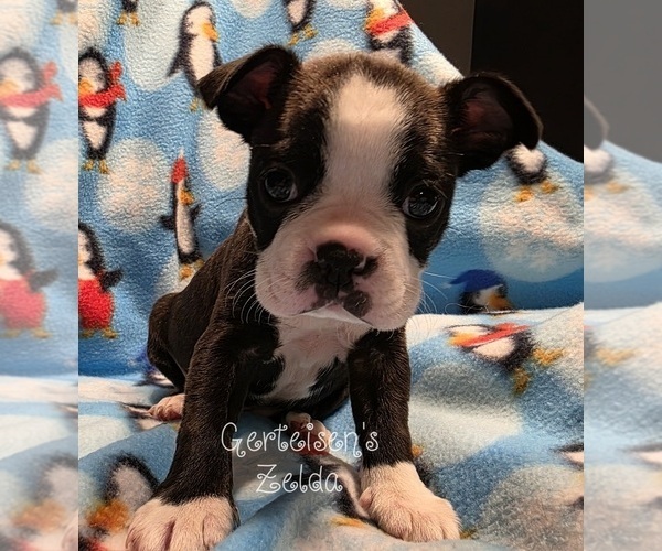 Medium Photo #1 Boston Terrier Puppy For Sale in NEWBURGH, IN, USA