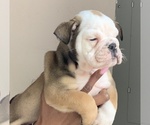 Small Photo #4 English Bulldog Puppy For Sale in DECATUR, GA, USA