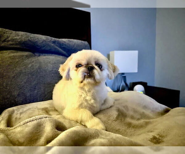 Medium Photo #4 Pekingese Puppy For Sale in Minneapolis, MN, USA