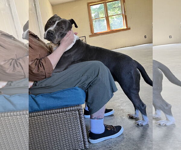 Medium Photo #14 American Bulldog Puppy For Sale in Lexington, SC, USA
