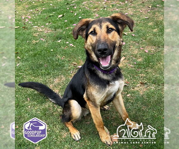 Medium Photo #2 Shepradors Puppy For Sale in Irvine, CA, USA