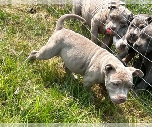 American Bully Puppy for sale in SAINT CHARLES, MI, USA