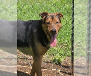 Mutt Dogs for adoption in Crandall, GA, USA