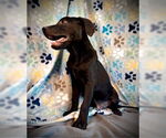 Small Labrador Retriever Mix
