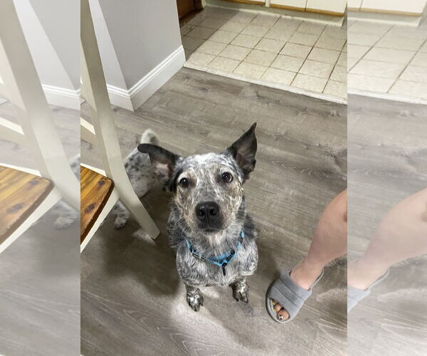 Medium Photo #2 Mutt Puppy For Sale in Garden City, NY, USA