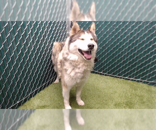 Medium Photo #1 Siberian Husky-Unknown Mix Puppy For Sale in Downey, CA, USA