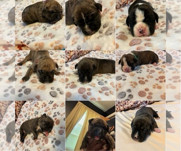Medium Photo #1 American Bully-Boxer Mix Puppy For Sale in HAMMOND, IN, USA