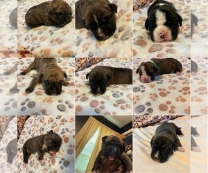 American Bully-Boxer Mix Litter for sale in HAMMOND, IN, USA