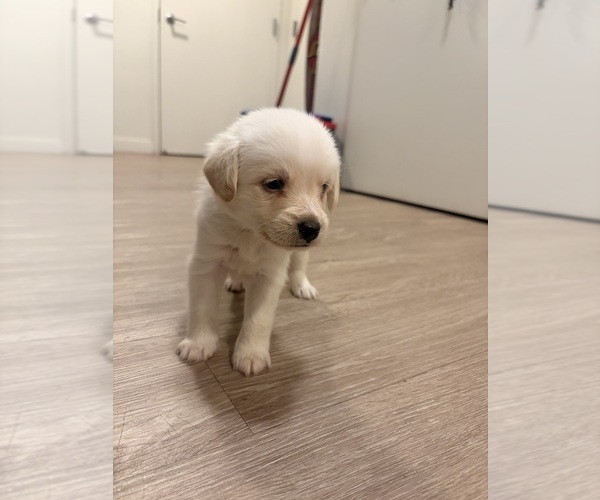 Medium Photo #12 Alaskan Husky-Cock-A-Poo Mix Puppy For Sale in YONKERS, NY, USA