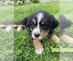 Small #2 Bernese Mountain Dog