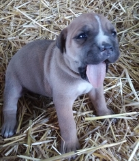 Cane Corso Puppy for sale in DUNKIRK, IN, USA