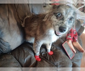 American Eskimo Dog (Toy)-Pomeranian Mix Puppy for Sale in ANNISTON, Alabama USA