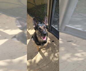 Bella 3165 - Female German Shepherd Dog Dog for Adoption - Photo #2