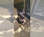 Small Photo #2 German Shepherd Dog Puppy For Sale in Plantation, FL, USA
