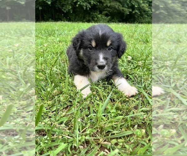 Medium Photo #2 Australian Shepherd Puppy For Sale in MEHERRIN, VA, USA