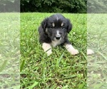 Small #1 Australian Shepherd