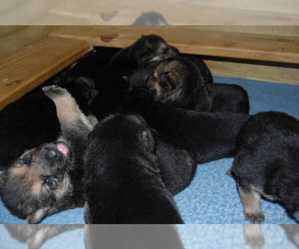 Medium Photo #6 German Shepherd Dog Puppy For Sale in BEULAVILLE, NC, USA