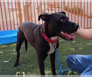 American Pit Bull Terrier-Unknown Mix Dogs for adoption in Las Vegas, NV, USA