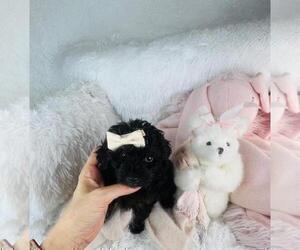 Poodle (Toy) Puppy for sale in THONOTOSASSA, FL, USA