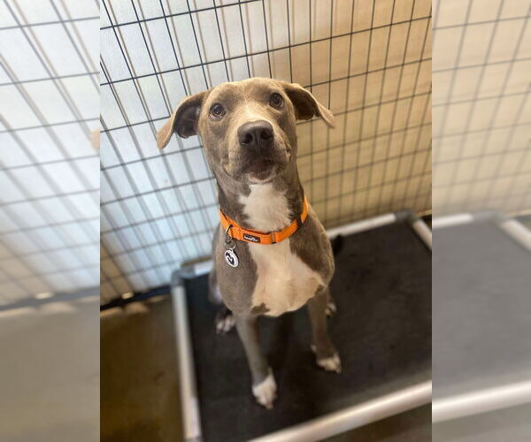 Medium Photo #7 Unknown-Weimaraner Mix Puppy For Sale in Foristell, MO, USA