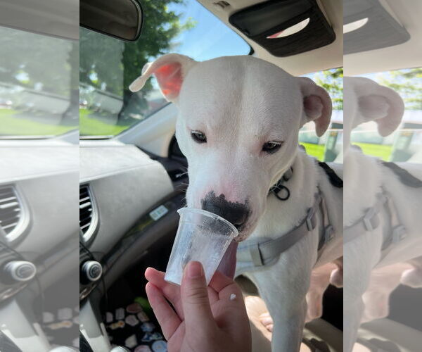 Medium Photo #4 Boxer-Unknown Mix Puppy For Sale in Holland, MI, USA