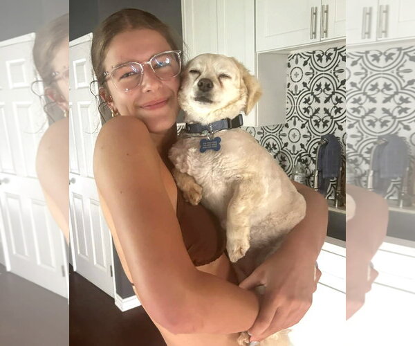 Medium Photo #2 Poodle (Miniature)-Unknown Mix Puppy For Sale in Corona, CA, USA