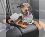 Small Photo #7 Doberman Pinscher Puppy For Sale in Buffalo, MN, USA