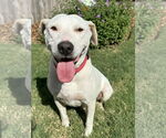 Small #11 Labrador Retriever
