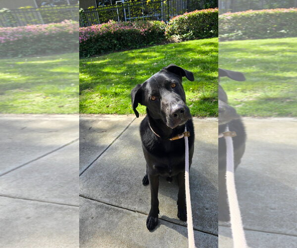 Medium Photo #4 Labrador Retriever-Unknown Mix Puppy For Sale in Newport Beach, CA, USA