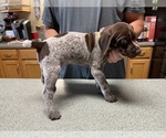 Small Photo #14 German Shorthaired Pointer Puppy For Sale in ALBEMARLE, NC, USA