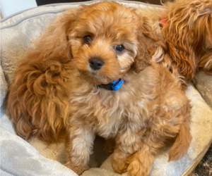 Cavapoo Puppy for sale in STURGEON BAY, WI, USA