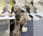 Small #2 Poodle (Miniature)