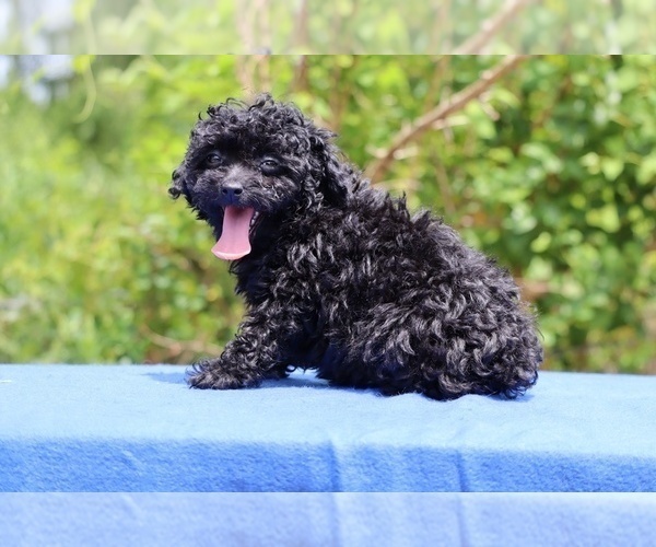 Medium Photo #29 Poodle (Toy) Puppy For Sale in DYERSBURG, TN, USA