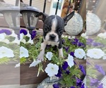 Small #2 Boston Terrier