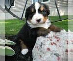 Puppy Maverick Bernese Mountain Dog