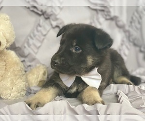 German Shepherd Dog Puppy for sale in LANCASTER, PA, USA