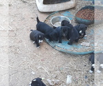 Small Photo #9 American Bulldog-Labbe Mix Puppy For Sale in COURTLAND, AL, USA
