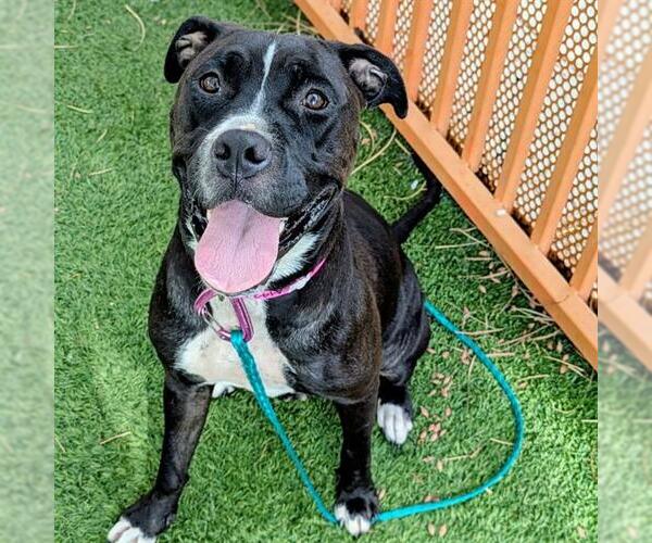 Medium Photo #1 Boxer-Unknown Mix Puppy For Sale in Las Vegas, NV, USA