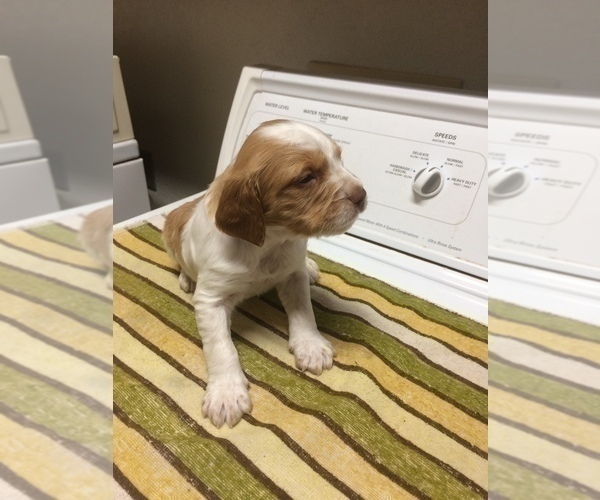 Medium Photo #8 Brittany Puppy For Sale in NEWCASTLE, OK, USA