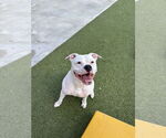 Small #5 Bullypit