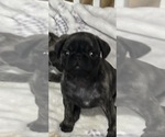 Small Photo #36 Pug Puppy For Sale in TROY, MO, USA
