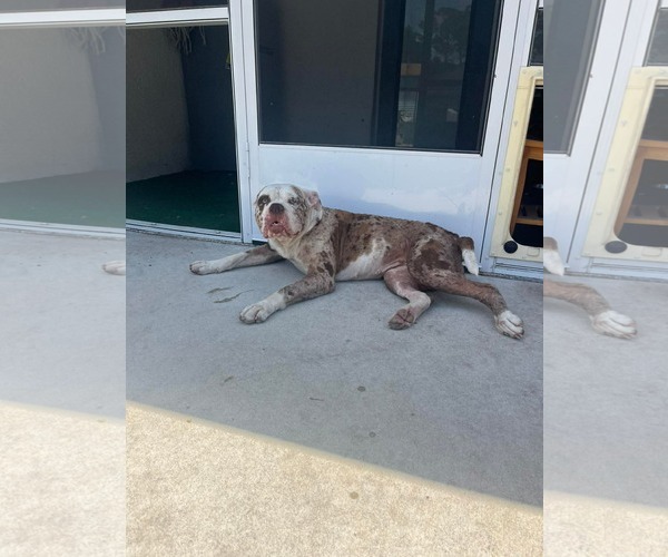 Medium Photo #5 American Bulldog Puppy For Sale in Cape May, NJ, USA