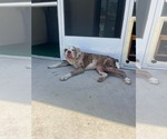 Small #4 American Bulldog