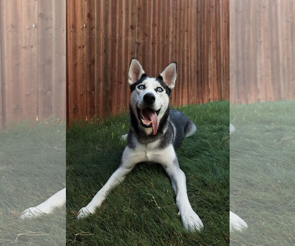 Medium Photo #3 Siberian Husky Puppy For Sale in Carrollton, TX, USA